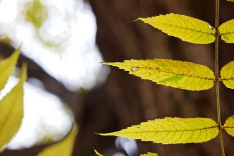 Close up of part of a compound Walnut leaf in Autumn/Fall, yellow with last b Stock Photos