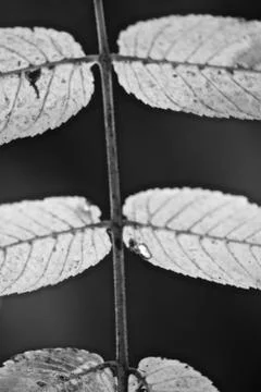 Close up of part of a compound Walnut leaf Stock Photos