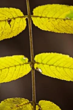 Close up of part of a compound Walnut leaf in late summer Stock Photos