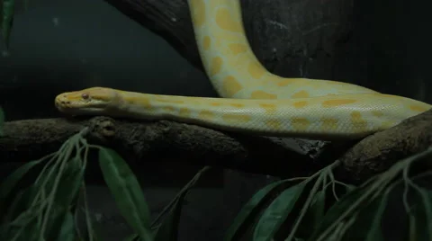 Close up part of golden thai python Stock-Footage 41593392