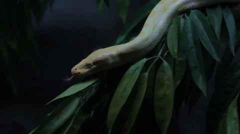 Close up part of golden thai python Stock-Footage 41593451