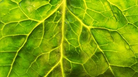 Close-up part of the green leaf Stock Photos