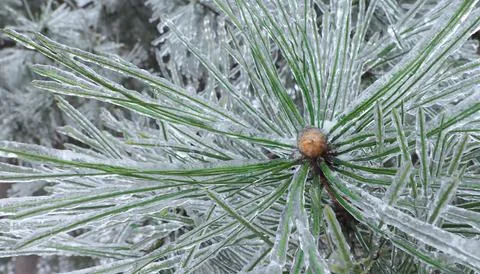 Close-up of part of a tree branch and needles in ice Stock Photos