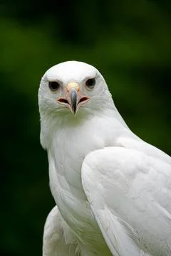 Close up of a partial albinism Red Tailed Hawk Stock Photos