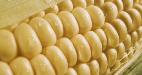 Close-up of partially husked yellow corn ear with water droplets Stock Footage 336443084