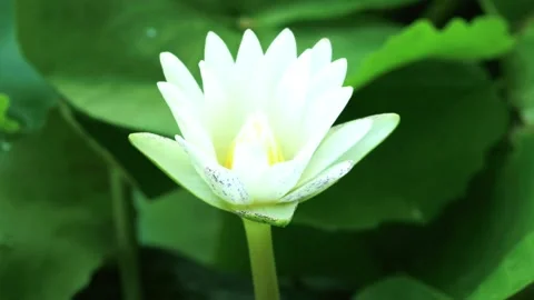 Close-up of a Partially Opened White Water Lily Bud Stock Footage 310818297