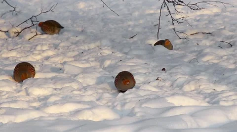 Close-up partridge in winter on snow. Stock Footage 58998073