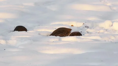 Close-up partridge in winter on snow. Stock Footage 58998088