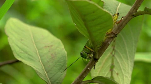 Close up of pashmina making traditional process, Pashmina, Nepal Vídeos de archivo 139689180
