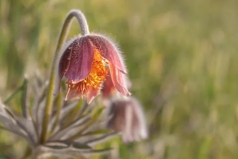 Close-up of Pasque flower in the meadow. Foto stock