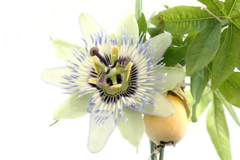 Close up of passiflora Stock Photos