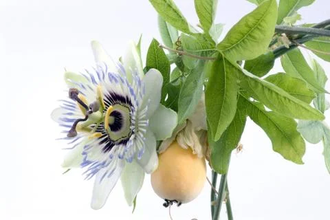 Close up of passiflora Foto stock