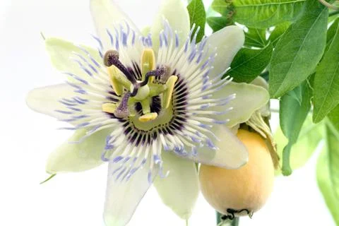 Close up of passiflora Stock Photos