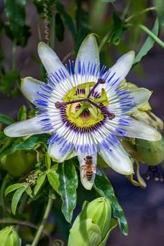 Close-up of a passion flower with a bee collecting nectar Stock Photos