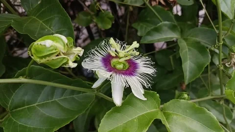 Close Up of Passion Flower Blooming on Vine in Tropical Garden 스톡 동영상 337827255
