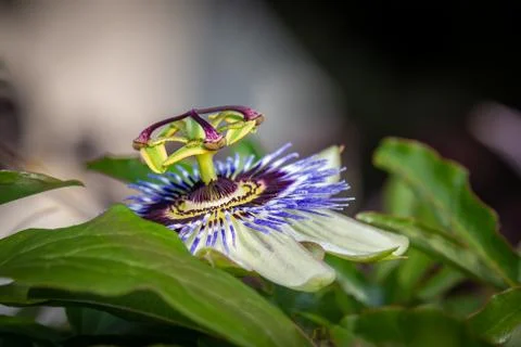 A close up of the passion flower, Stock Photos