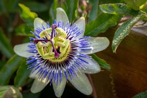 A close up of the passion flower, Stock Photos