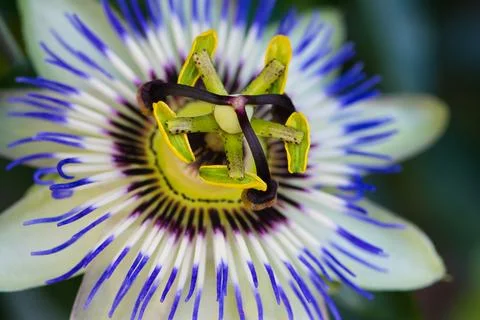 Close up of a passion flower Stock Photos