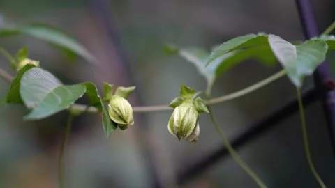 Close up on passion fruit buds swaying in the wind. Stock Footage 141909796