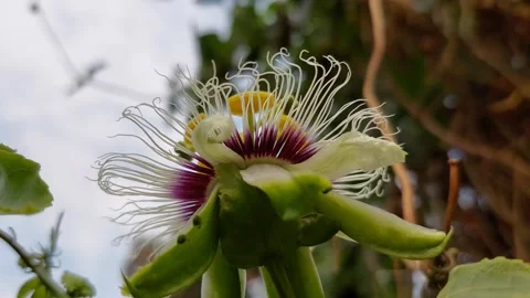 Close up passion fruit pollen Stockbeeldmateriaal 267051664