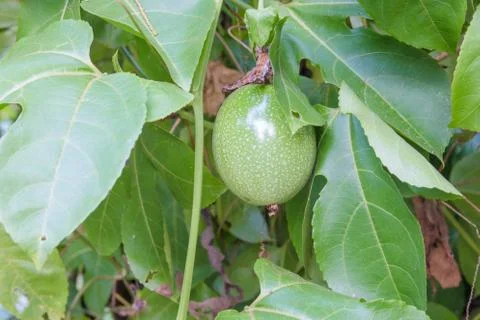 Close up of passion fruit on the vine. Foto stock