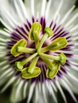 Close-up of Passionflower Stock Photos