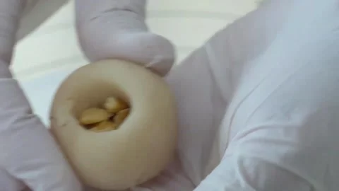Close-up of Pastry Chef in White Gloves Stuffing Marzipan Dough Ball with Sweet Video stock 345293475