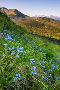 Close up of a patch of Forget-me-not flowers on a south Anchorage hillside, summ Fotos de archivo