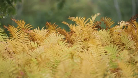 Close-up of the patch of golden ferns in the autumn forest, gently swaying Vídeos de archivo 287315587