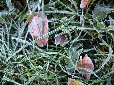 A close up of a patch of grass with frost on it and leaves on the ground. Stock Photos