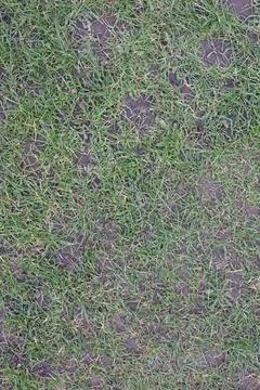 A close up of a patch of grass with some brown spots Stock Photos