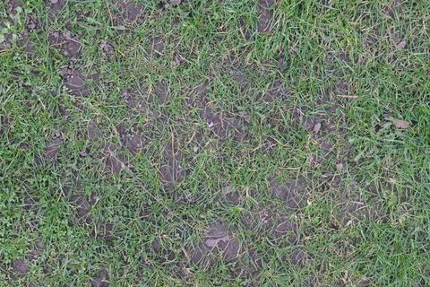 A close up of a patch of grass with some dirt in the background Stock Photos