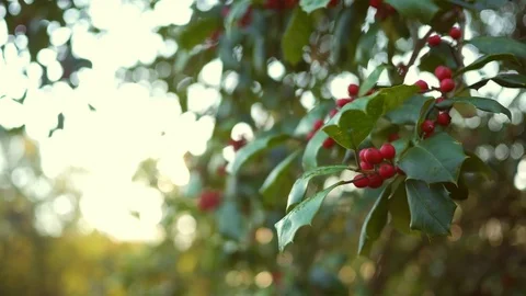 Close up of a patch of Holly Bush leaves and berries 스톡 동영상 81109954