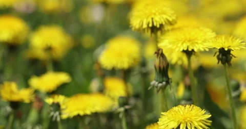 Close-up of a patch of meadow full of yellow flowers and grass 스톡 동영상 247341718