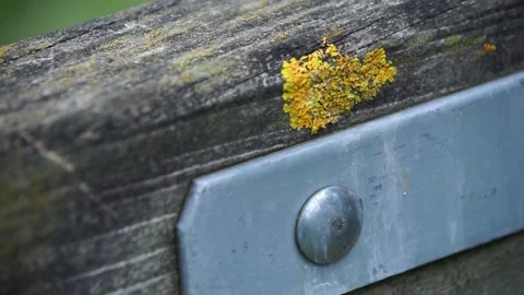 Close up of patch of moss on wooden farm gate Stock Footage 234768941