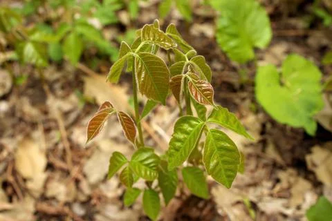 Close up of a Patch of Poison Ivy Plants Freshly Sprouted in the Spring Stock Photos