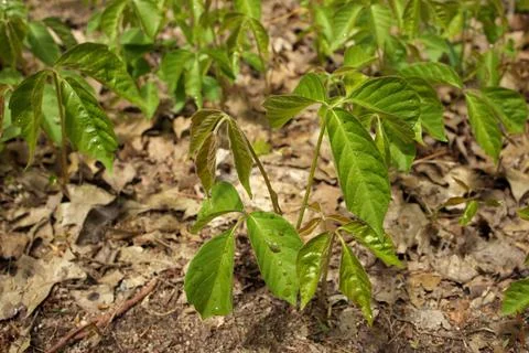 Close up of a Patch of Poison Ivy Plants Freshly Sprouted in the Spring Stock Photos
