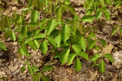 Close up of a Patch of Poison Ivy Plants Freshly Sprouted in the Spring Stock Photos