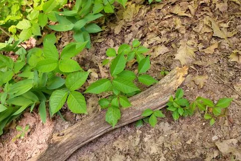 Close up of a Patch of Poison Ivy Plants on a Sunny Day with Small, Medium, and Stock Photos