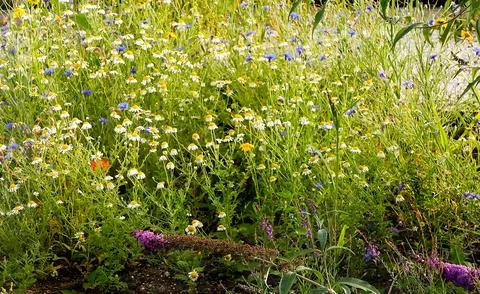 Close up of a patch of wild flowers growing to attract pollinating insects Stock Photos