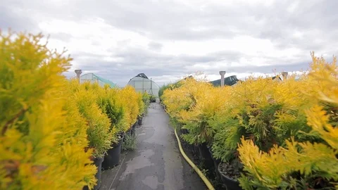 Close up path between gardening plants for sale Stock Footage 122778001