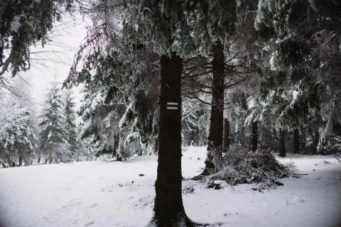 Close up on path sign on the tree, winter and snow Foto stock