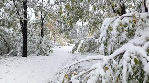 A close-up of a path in a snowy forest. Snow lies on green leaves, anomaly Stock Footage 318206876