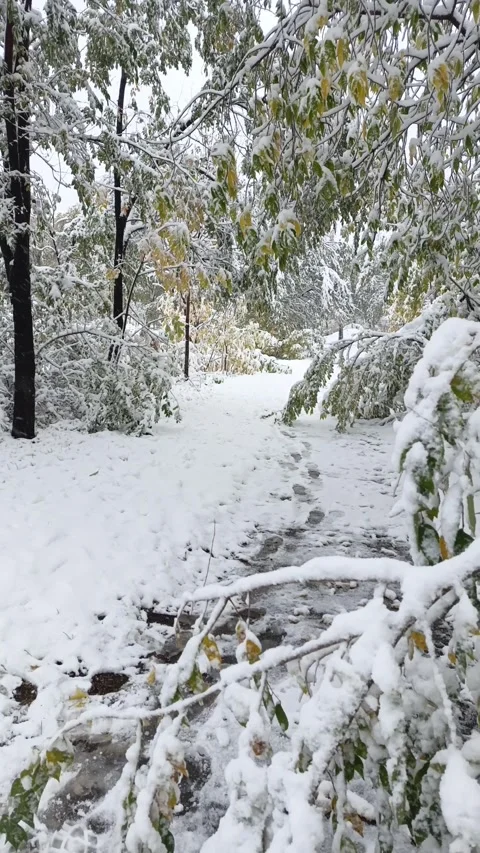 A close-up of a path in a snowy forest. Snow lies on green leaves, anomaly Stock Footage 318206884