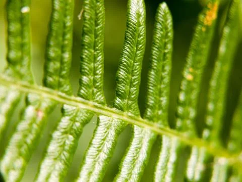 Close up pattern and texture of a fern leaf Stock Photos