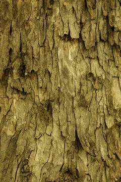 Close up of the pattern and texture of the Snagbark Hickory, Carya ovata loca Foto stock