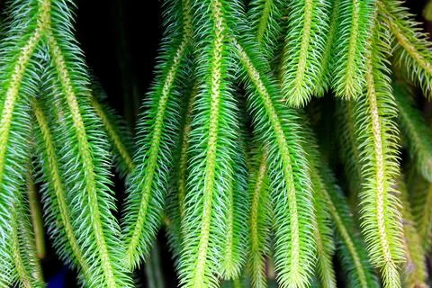 Close up Pattern and Textured green pine needles and rim light Stock Photos