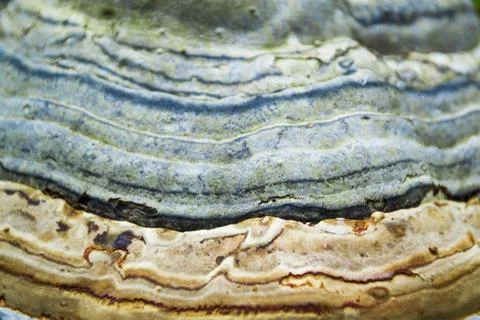 Close up pattern of a big mushroom with an interesting bright pattern. Foto stock