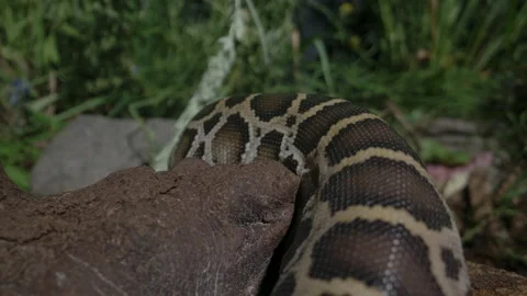 Close up pattern on a burmese python snake Stock Footage 155854668