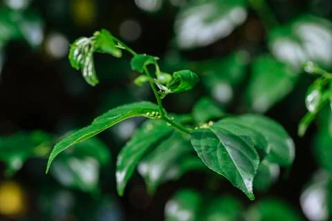 Close-up pattern of fresh green leaves with shallow dept of field background Foto stock
